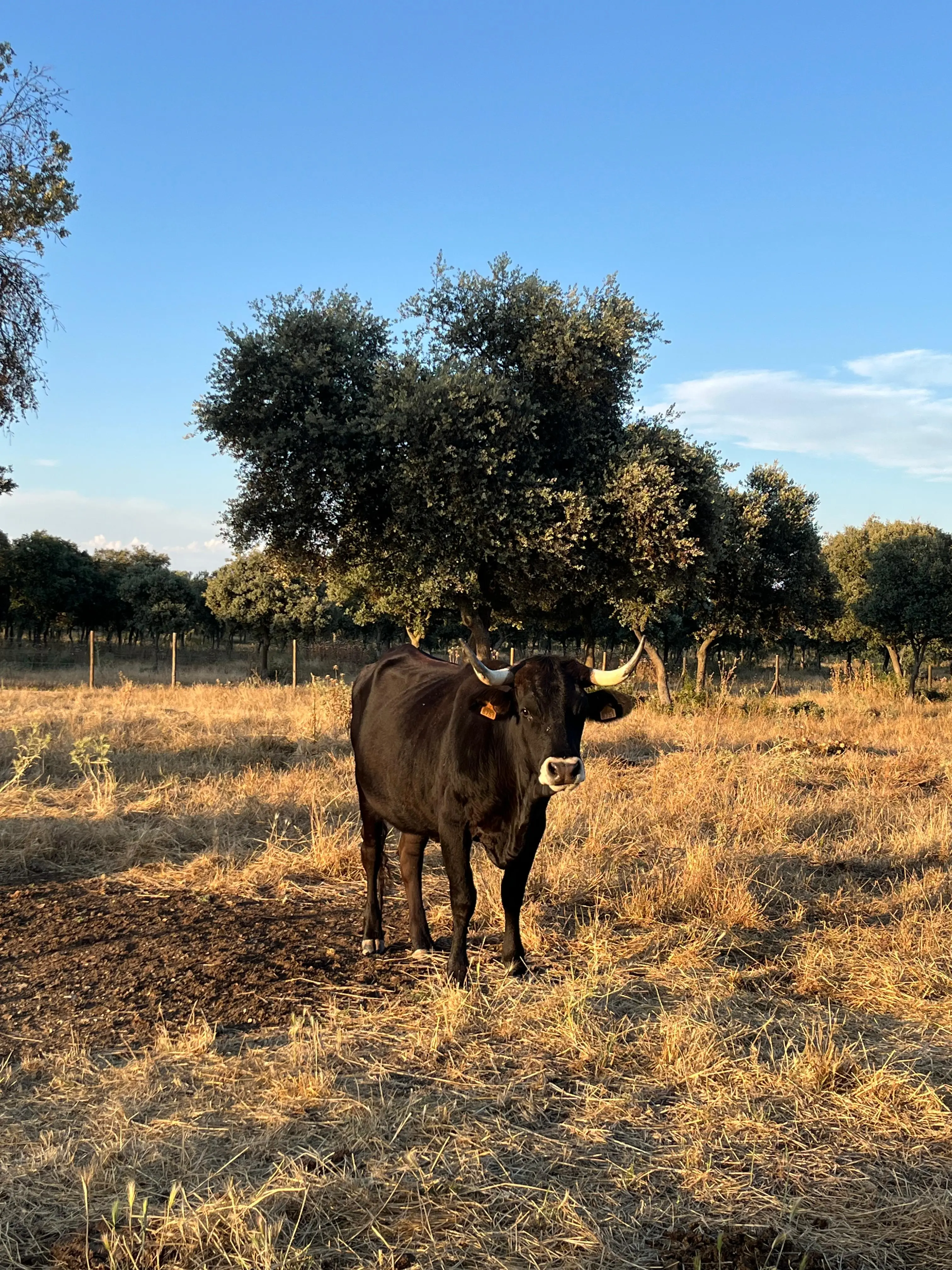 VACA DE BOS TAUROZOS