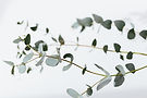 eukalypthus.jpg