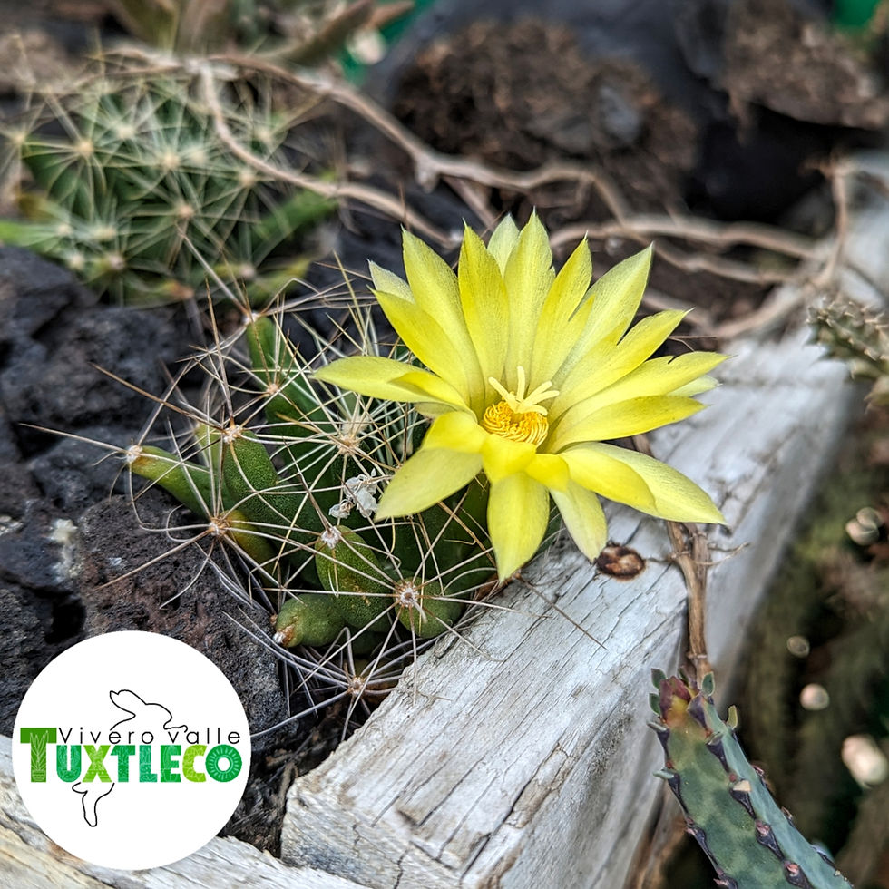 Miniatura: 🏷️ Mammillaria longimamma 