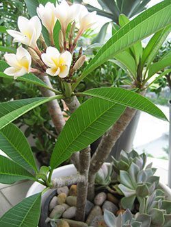 Plumeria-3