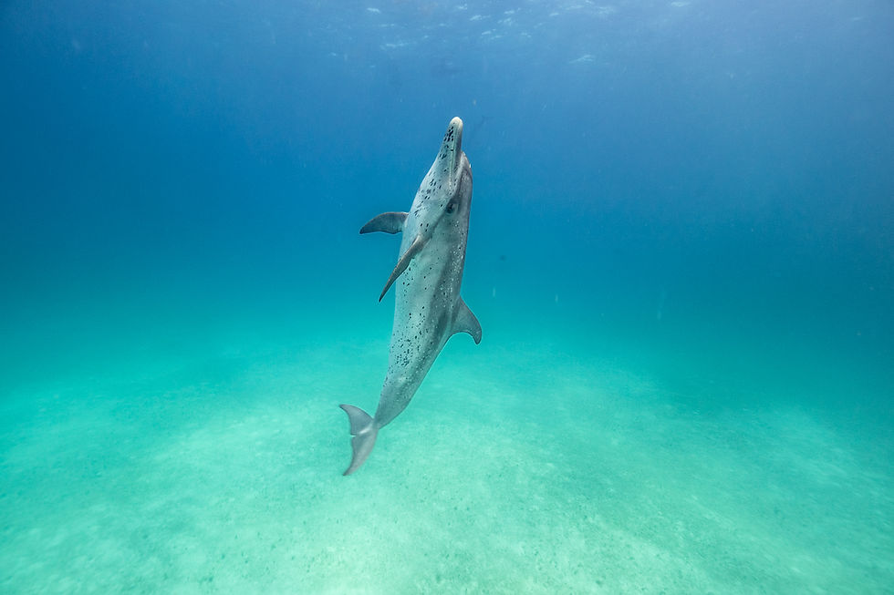 spotted coming up.JPG