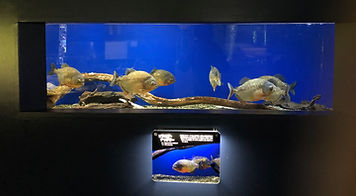 バイオろ過フィルター uniporous ウニポラス ウニ殻ろ過材 サケのふるさと千歳水族館_写真3