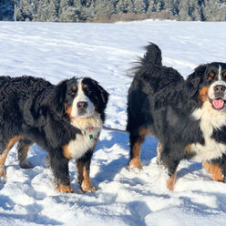 passeggiate nella neve con i bovari.jpeg.jpeg