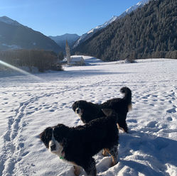 passeggiate nella neve con i bovari.jpeg