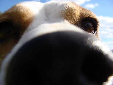 Beagle Nose