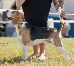 Perfect Pearl Falcon