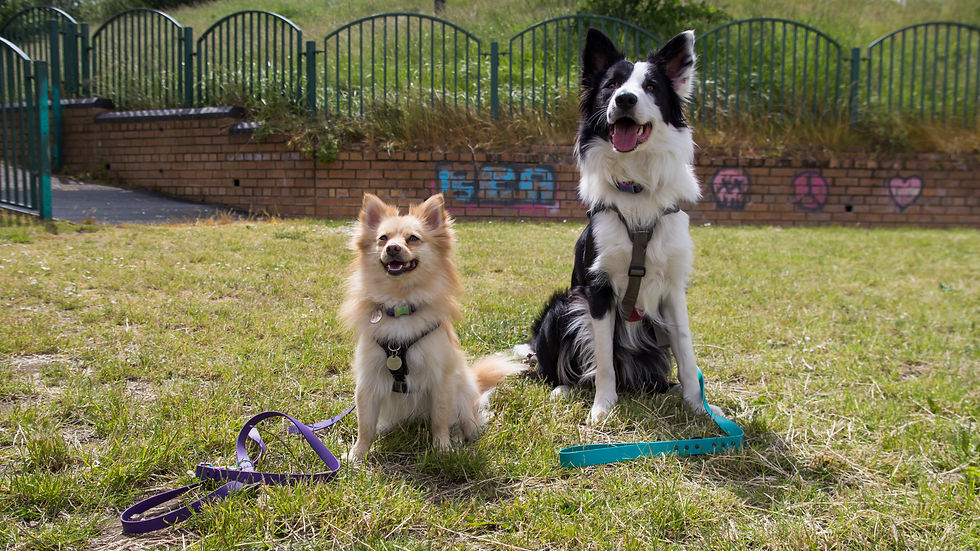 Thumbnail: Border collie and spitz cross showing BioThane lead and collars, including rainbow neochrome clips on training leads