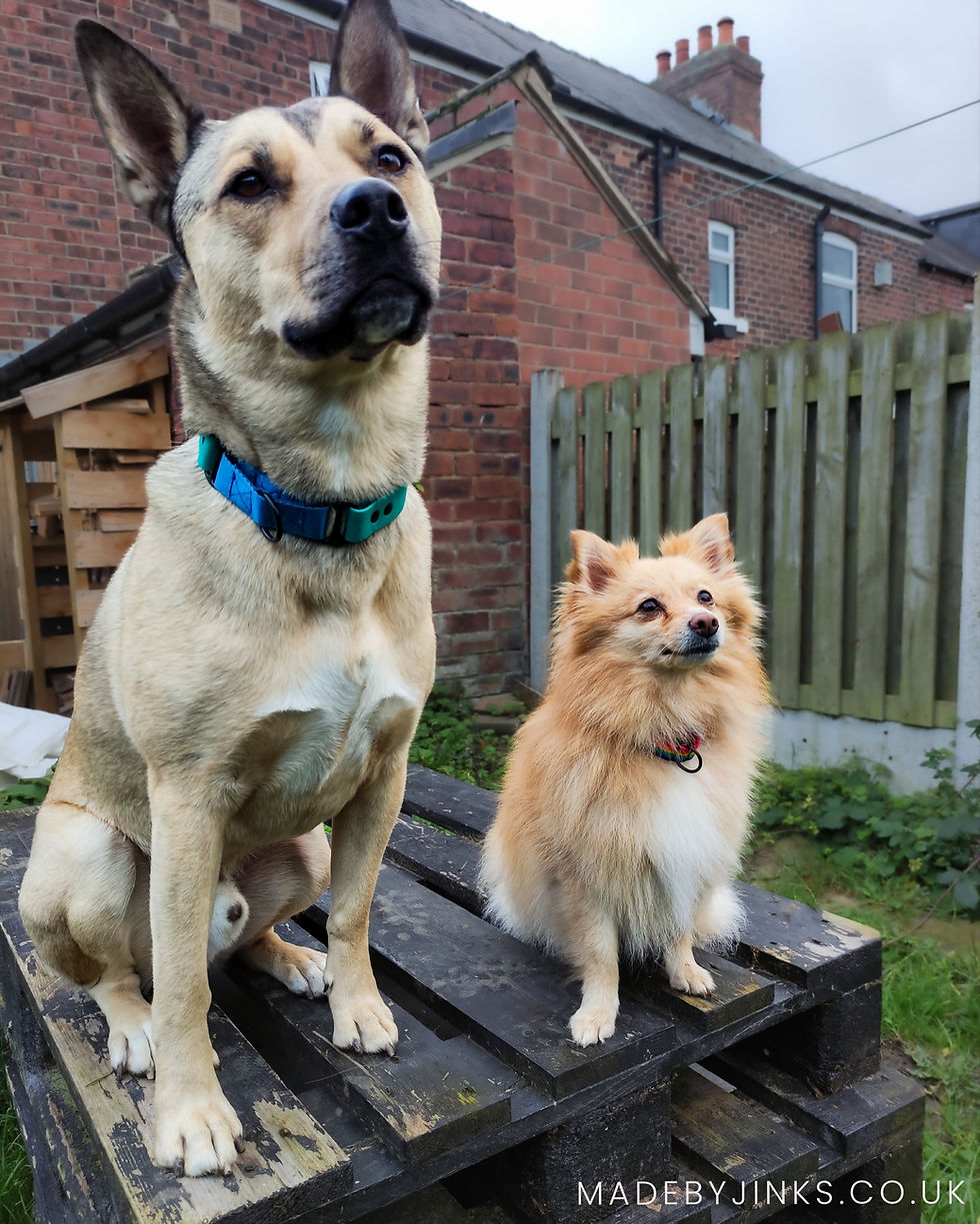 Thumbnail: RTP - BioThane martingale collars