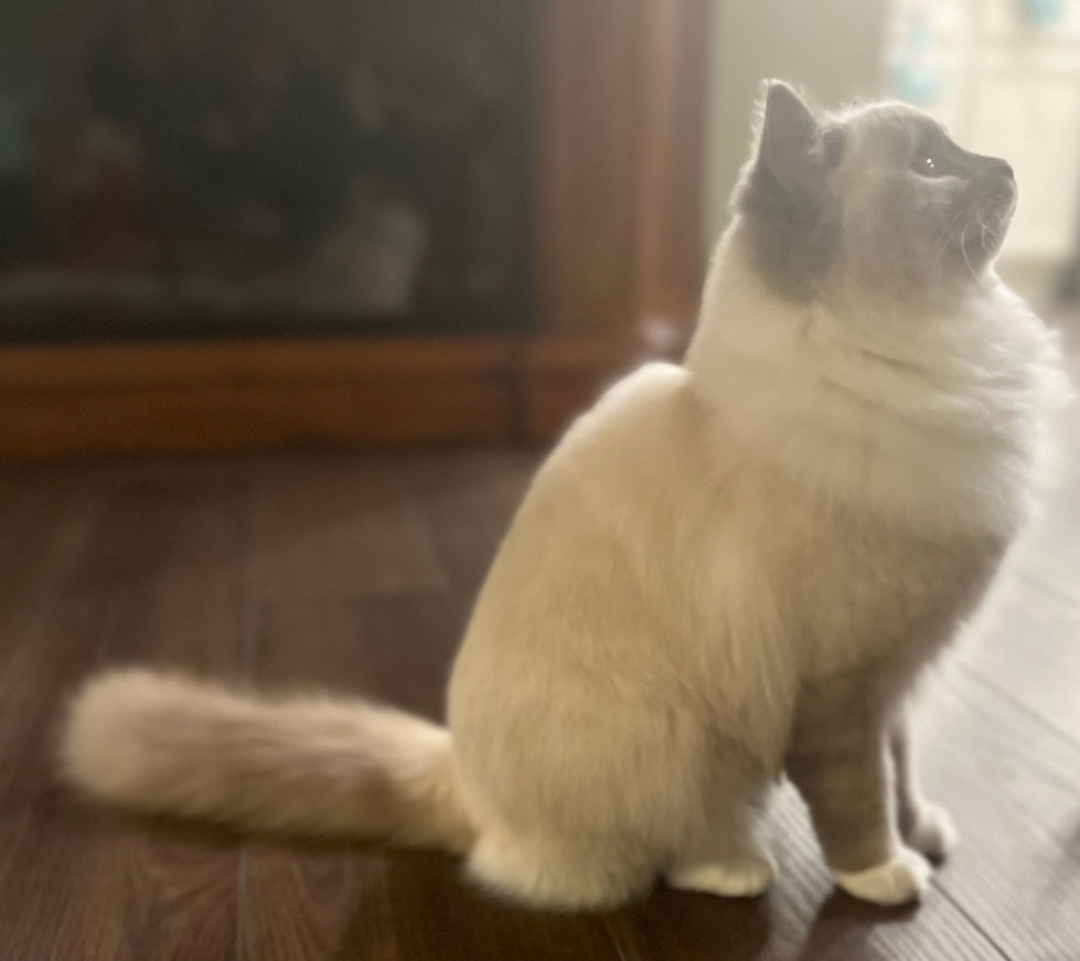 Nala After Full Groom