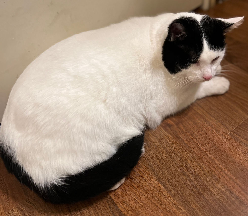 Stitch After Full Groom