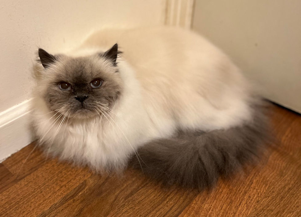 Mimi Afer Full Groom
