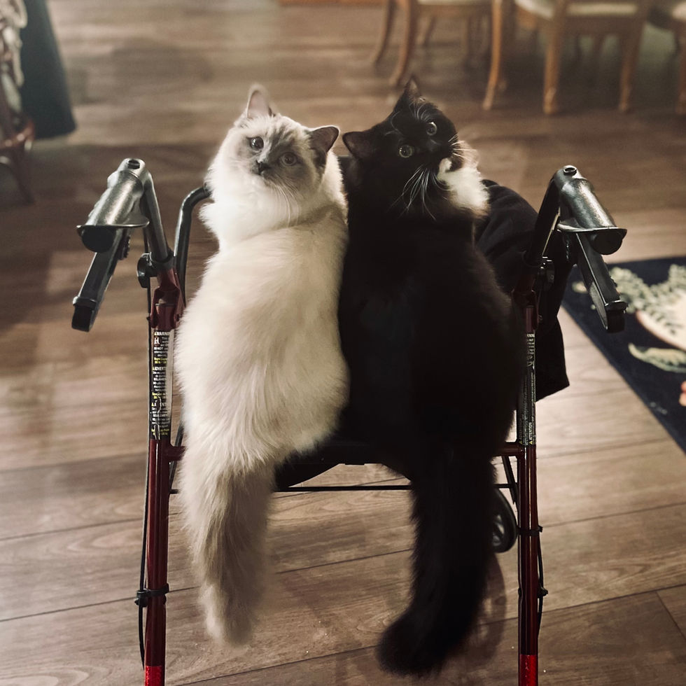 Nala and Simba After Full Groom