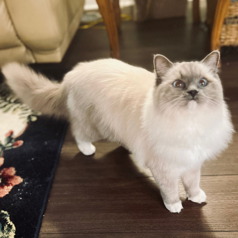 Nala After Full Groom
