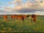 Workshop klank- en paardenmagie Lugnasadh - 1 augustus 2026