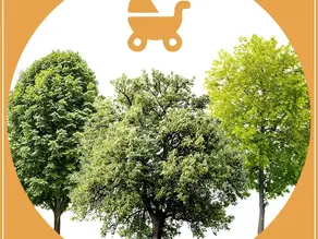 4 saisons - 4 arbres (cérémonie des arbres de naissance)