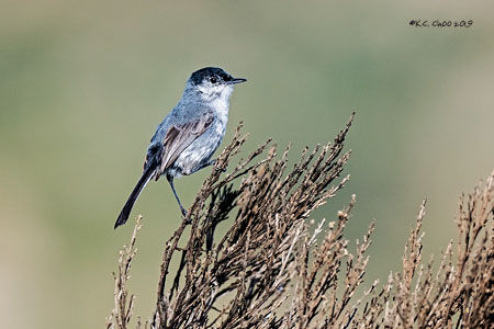 CaliforniaGnatcatcher2019_W_6868.jpg