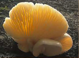 Pleurotus