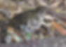 Russet-tailed Thrush