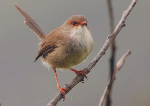 Superb Fairy-wren