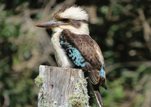 Laughing Kookaburra