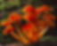 Orange-Gilled