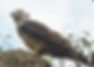 Pacific Baza
