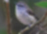 Brown Gerygone