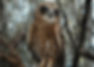 Southern Boobook