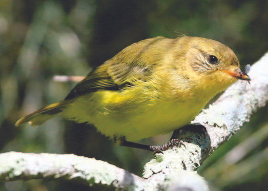Yellow Thornbill