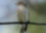 Rufous Whistler