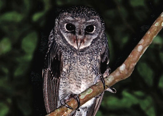 Greater Sooty Owl