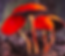 Readlead Roundhead