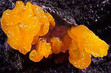 Heterobasidiomycetes sp.