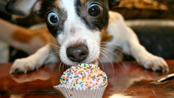 Your dog aims to please!