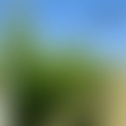 Behind the Vines: The Art of Leaf Thinning