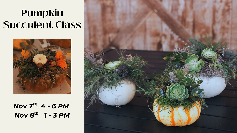 Create a Beautiful Succulent Pumpkin at the Vineyard!