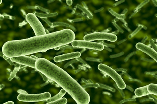 Bacteria are a part of a healthy soil food web