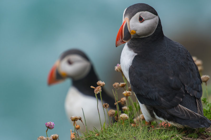 Two puffins