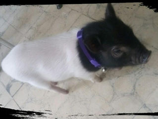 Los minipig