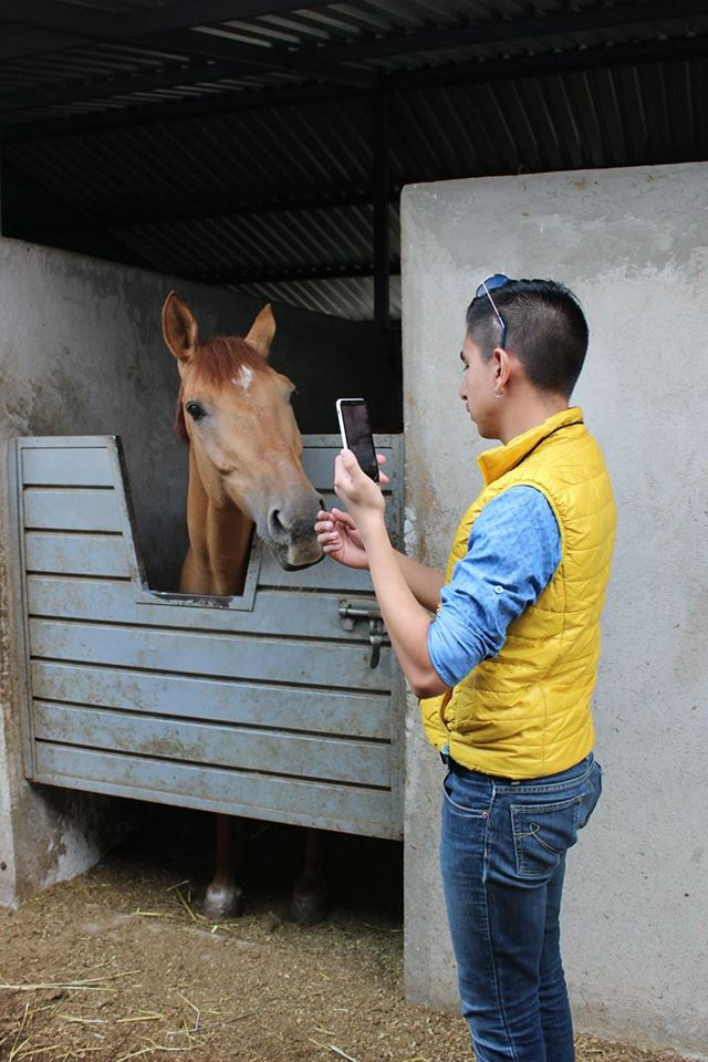 Paciente equino