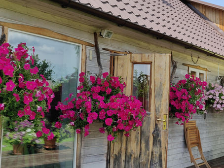 Kuidas ma hakkasin petuuniaid kasvatama