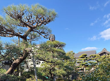 マツの剪定作業中