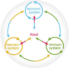 Die 3 grossen Systeme