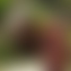 Les fêtes sont terminées ... c'étaient vraiment les fêtes ??