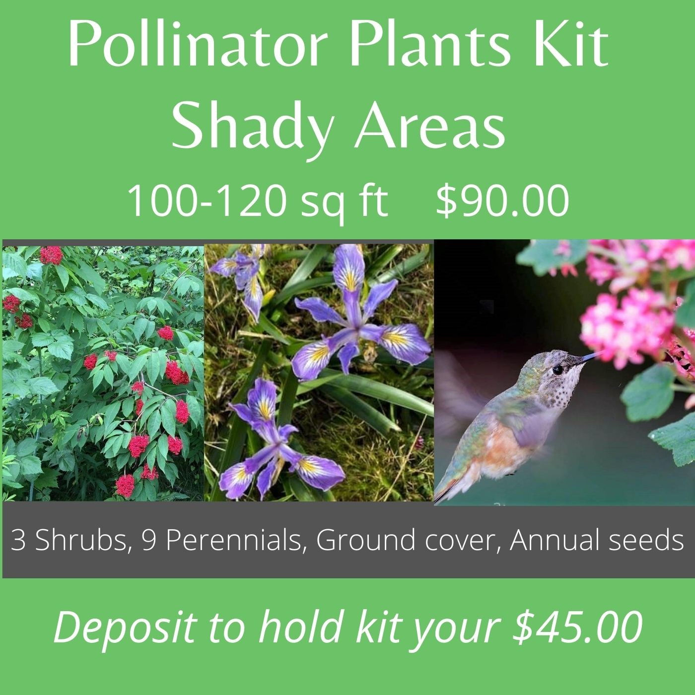 Shady Pollinator Plants Kit