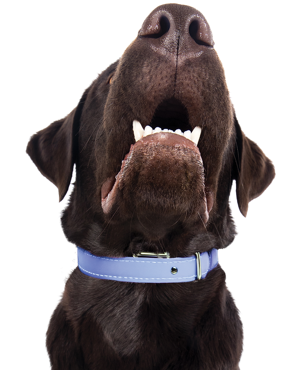 Silo-Frame-Dog-Chocolate_Lab-Teef_Collar.png