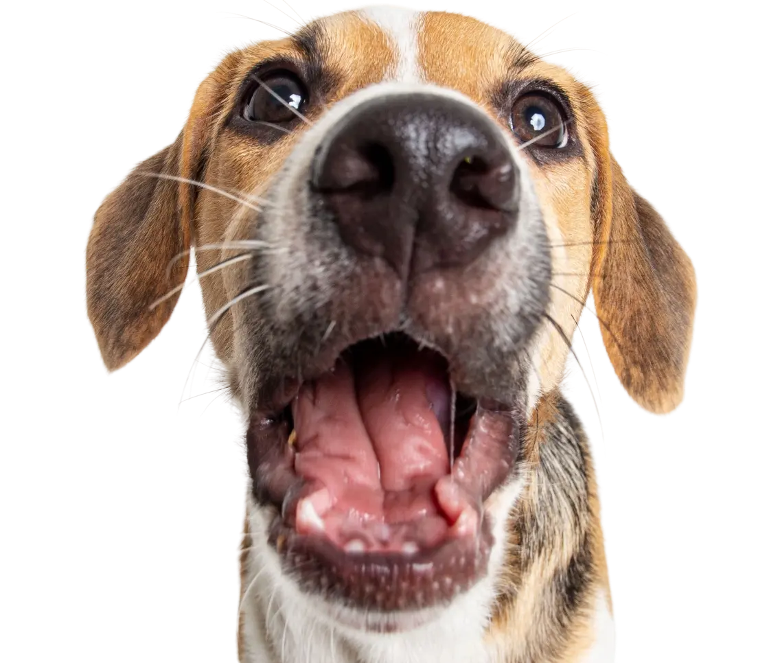 Silo-Beagle.webp