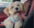Milo the puppy