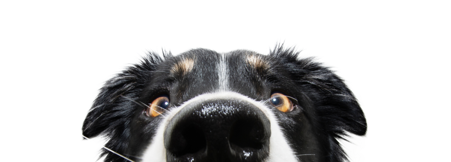 border collie dog peeking over the edge