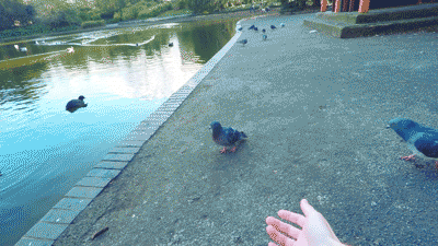 Enrique Coimbra estendendo a mão para pombos no lago Battersea Park